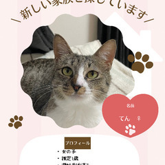 🍓5月11日(日)🍓筑紫野ベレッサほご猫譲渡会🐾11時から15時🐾