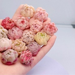 韓国苗 多肉植物 エケベリア 10 苗入り　2-4cm