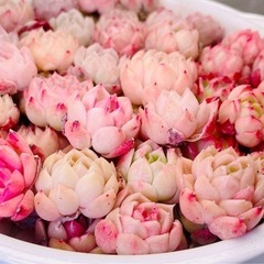 韓国苗 多肉植物 エケベリア 10 苗入り　2-4cm
