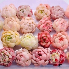 韓国苗 多肉植物 エケベリア 10 苗入り　2-4cm
