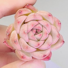 韓国苗 多肉植物 エケベリア 10 苗入り　2-4cm