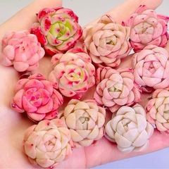 韓国苗 多肉植物 エケベリア 10 苗入り　2-4cm