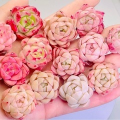 韓国苗 多肉植物 エケベリア 10 苗入り　2-4cmの画像