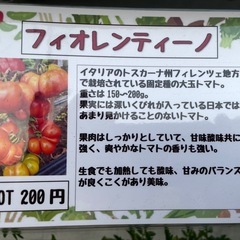 野菜苗の画像