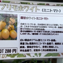 野菜苗