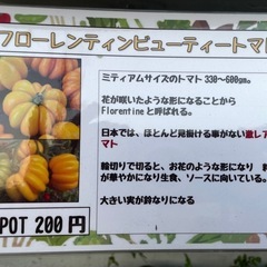 野菜苗の画像