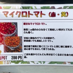 野菜苗の画像