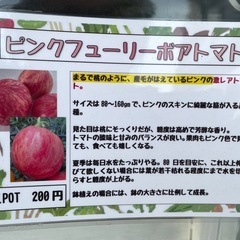 野菜苗の画像