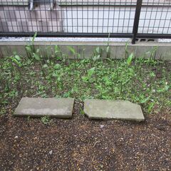 5/4 更新/写真  : 期間限定(～5/23㈮迄の受付)・無農...