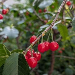 植物好きの情報交換　風とコスモス　園芸クラブ