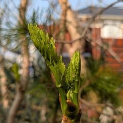 植物好きの情報交換　ご一緒にいかがですか - 友達