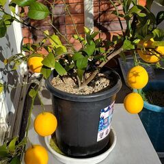 植物好きの情報交換　ご一緒にいかがですか − 東京都