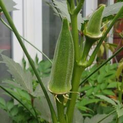 植物好きの情報交換　ご一緒にいかがですか - メンバー募集