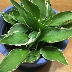 交渉中です　　ギボウシ
