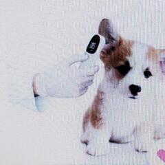電子耳体温計犬用ペット用猫用動物用