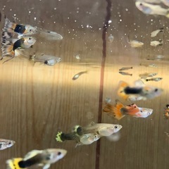 グッピーと水草を交換しませんか？