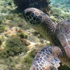 ６月１５日(日)🐢見にシュノーケル行きませんか⁉️