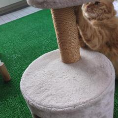 キャットタワーの画像