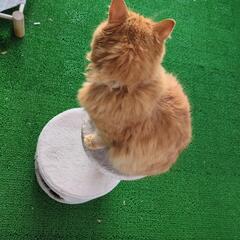 キャットタワーの画像