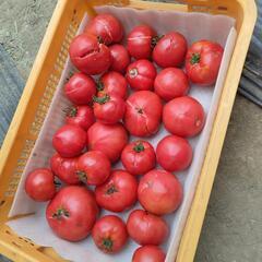 5月4日収穫分　訳ありトマト🍅