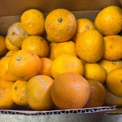 清見加工品約9㎏