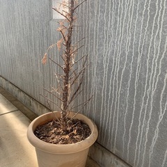 溶岩（富士山
）の画像