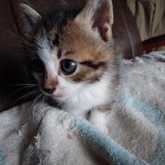 可愛い子猫1匹決定致しました💮。