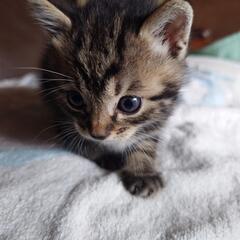 可愛い子猫３匹里親募集致します。