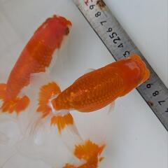 らんちゅう　2歳　4匹の画像