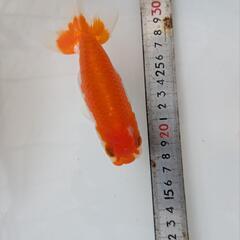 らんちゅう　2歳　4匹の画像