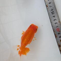 らんちゅう　2歳　4匹の画像