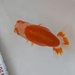 らんちゅう　2歳　4匹の画像