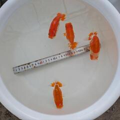 らんちゅう　2歳　4匹の画像
