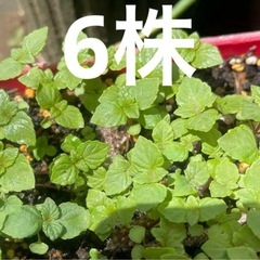大葉ベビー苗6株
