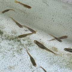 クロメダカ