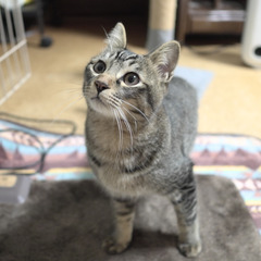 【里親募集】保護猫シェルターで暮らす10ヶ月のオス猫
