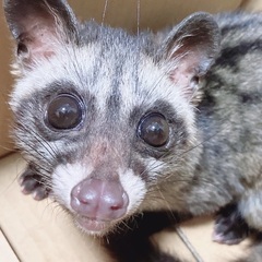 パームシベットくんです