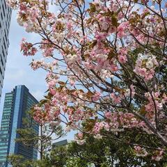 平日に着物でお出かけをしませんか