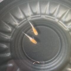 5/4めだか販売の画像