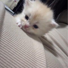子猫 里親募集