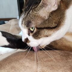 🎆猫もだちライン通話友達募集