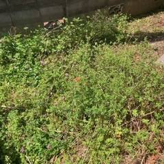 草刈り、草むしり - 便利屋