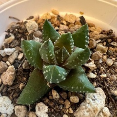 ハオルチア　鉢ごと