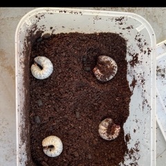 カブトムシ、ヘラクレス幼虫