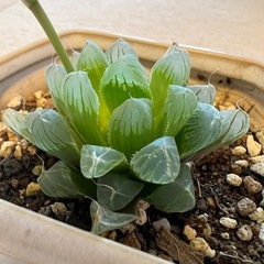 ハオルチア　鉢ごと