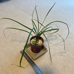 ノリナ　トックリラン　鉢ごと