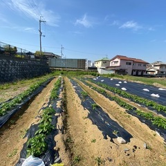 無農薬じゃがいも掘りと土遊びの会