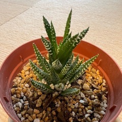 ハオルチア　鉢ごと