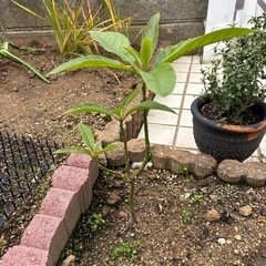 アボガド🥑の木