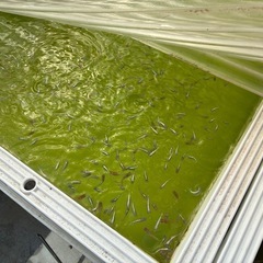 改良メダカ選別漏れや未選別お譲りしますの画像